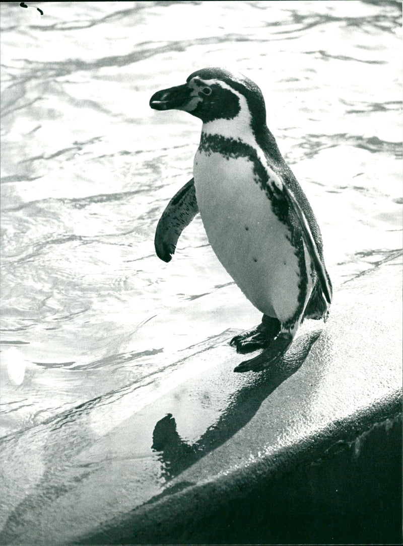 penguin - Vintage Photograph