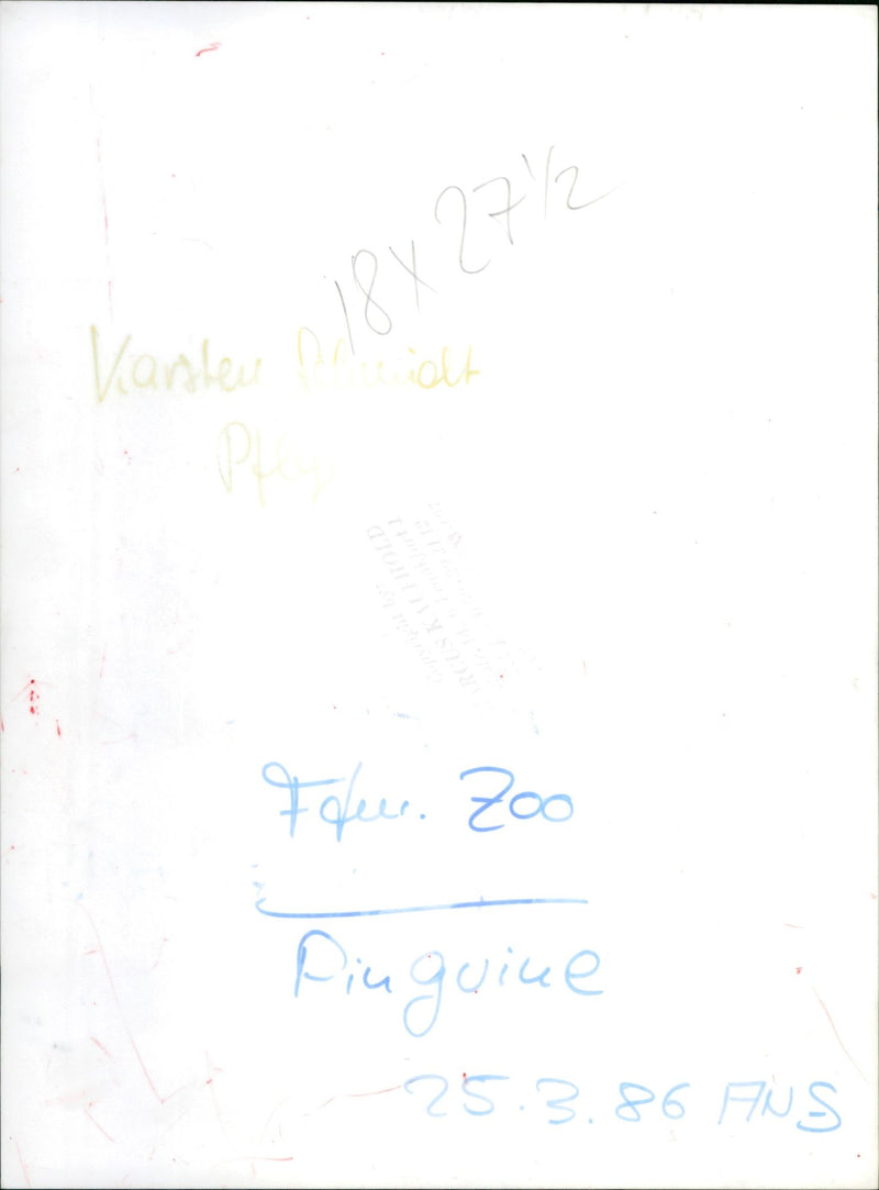 Karsten Schmidt together with Pinguine - Vintage Photograph