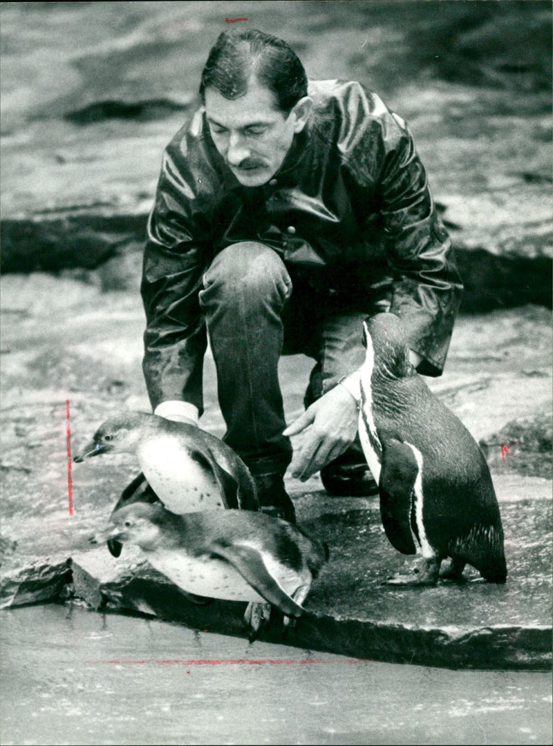 Karsten Schmidt together with Pinguine - Vintage Photograph