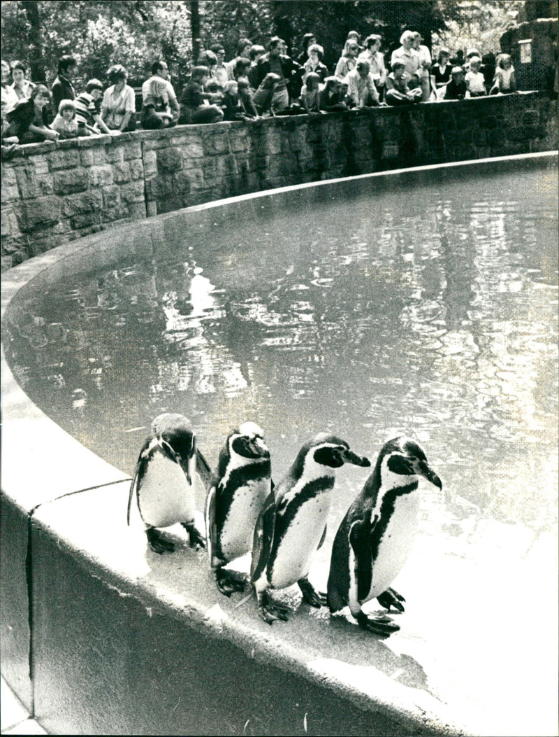 Penguins - Vintage Photograph