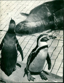 Penguins with a seal - Vintage Photograph
