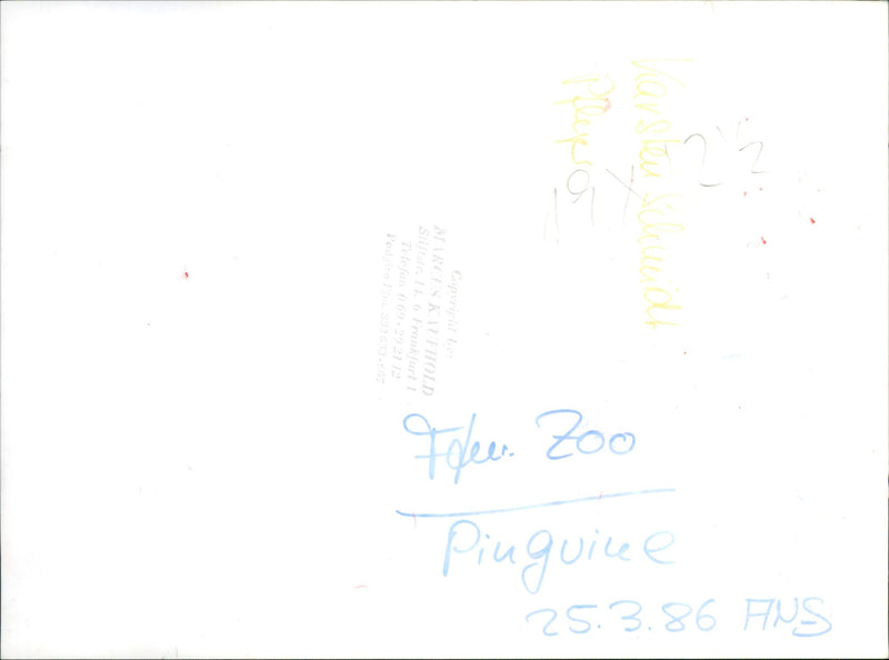 Karsten Schmidt together with Pinguine - Vintage Photograph