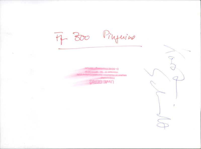 Penguins during their feeding - Vintage Photograph