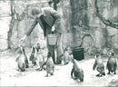 Penguins during their feeding - Vintage Photograph