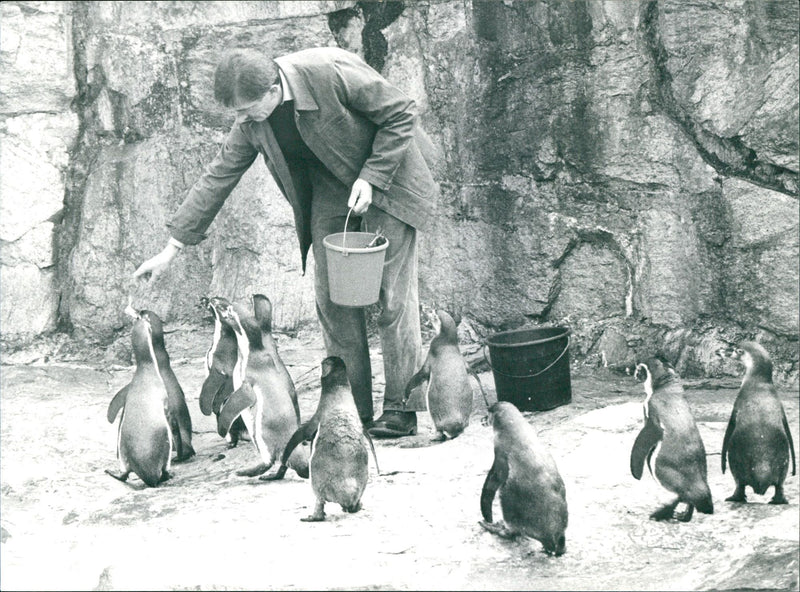 Penguins during their feeding - Vintage Photograph