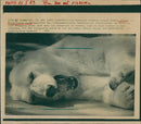 1989 polar bears in the Frankfurt Zoo - Vintage Photograph