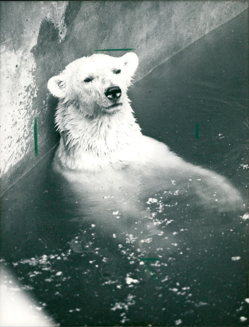 1990 ANIMALS BAREN ICE BAREN WICK FFM ZOO EISBA - Vintage Photograph