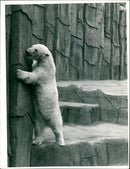 1991 ANIMALS BAREN EISBAREN EINBAR NOVAJA FRANKFURT MAIN ZOOLOGICAL - Vintage Photograph