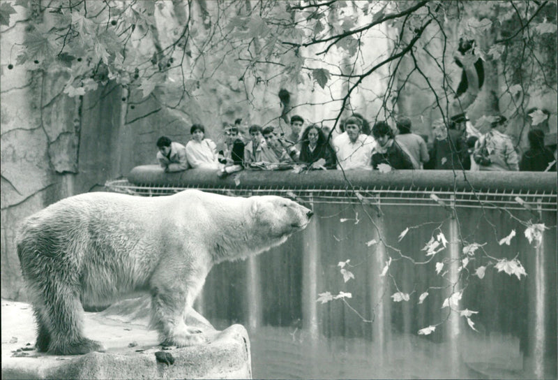 ANIMALS BAREN ICE BAREN AND GRYNRE VISITING ZOO FLEN FFM - Vintage Photograph