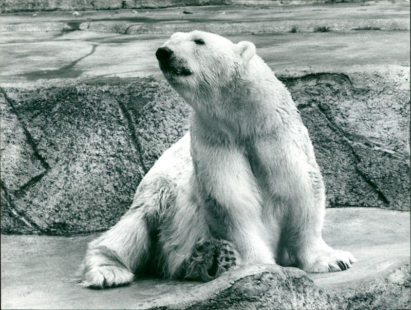 1964 ZOO ANIMALS BAREN ICE BARS FFM ANONSKI FANONSKI FANONSK - Vintage Photograph