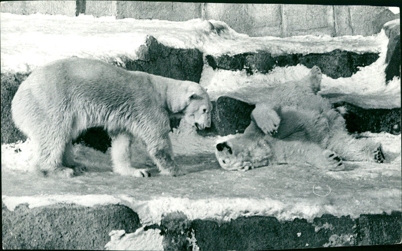 ROQS DISCUSSION PART GERMANLANGUAGE VERSION THIS ART - Vintage Photograph
