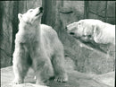 1978 DIETER KANIN FUN ZOO ROQS OOZ ROQUES ROQES ROQQE - Vintage Photograph