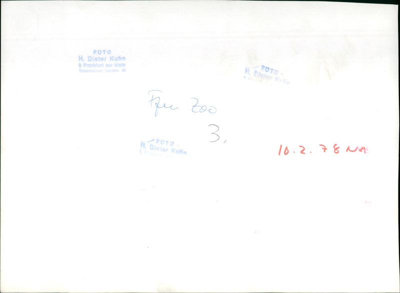 1978 ROQS PHOTO DIETER KUHN FRANKFURT MAIN ZOO OTO BEER KAN OOZ ROQU - Vintage Photograph