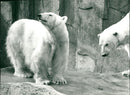 1978 ROQS PHOTO DIETER KUHN FRANKFURT MAIN ZOO OTO BEER KAN OOZ ROQU - Vintage Photograph
