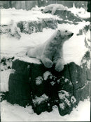 1970 ROQS NEW PRESS GROE GAGES ANGRIGER POLITIK FRUILLETON LOCAL PROVINCE - Vintage Photograph