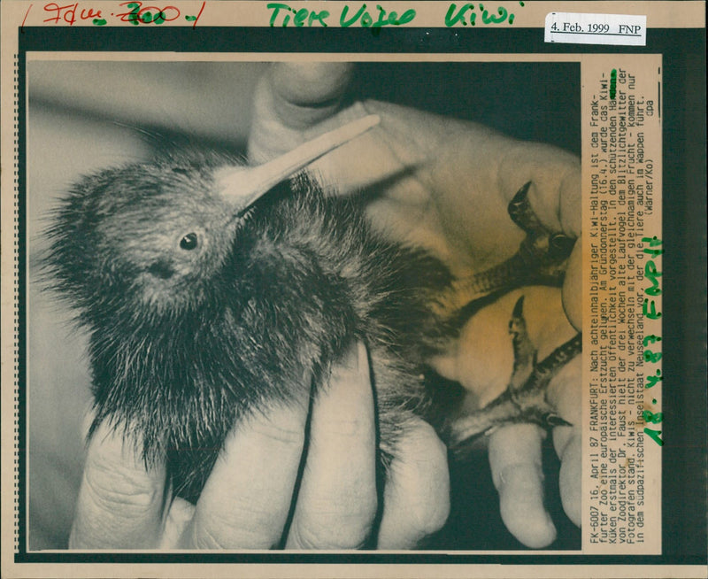 1999 BIRD KIWI ANIMALS FRANK FURTER ZOO EUROPEAN BREAKING GRUNDONN - Vintage Photograph