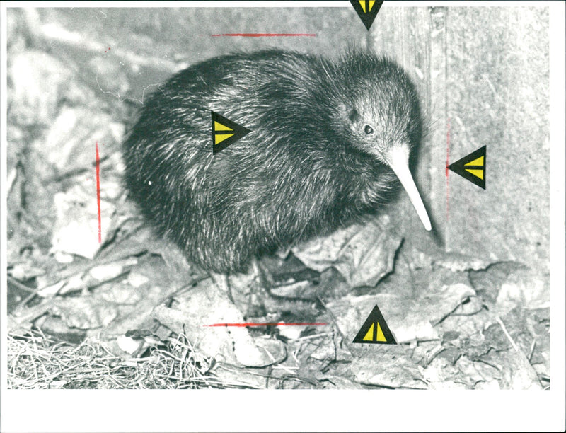 1987 BIRD ANIMALS KIWI JURGEN POST CHECK ACCOUNT FRAN - Vintage Photograph