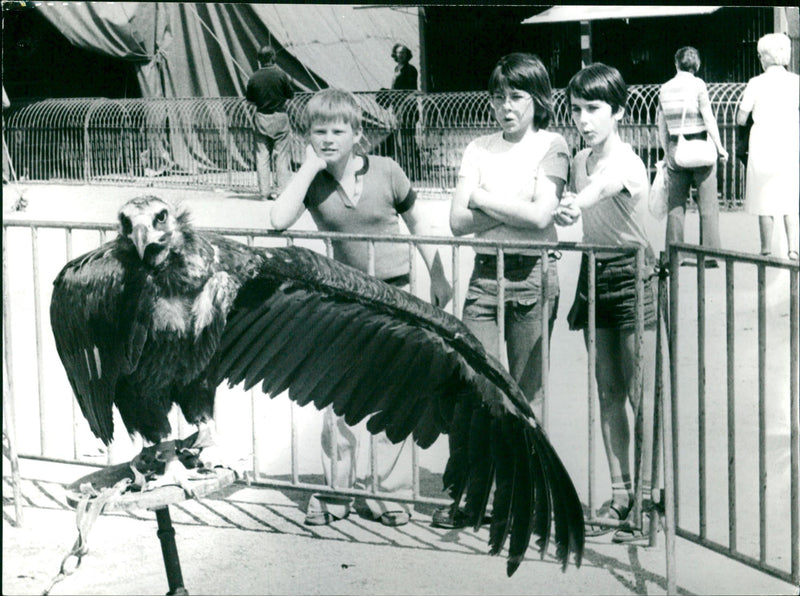 ANIMALS VULTURES FEN ZOO KYRAL KONCES RENA AND POWSKI ULTIMAN - Vintage Photograph