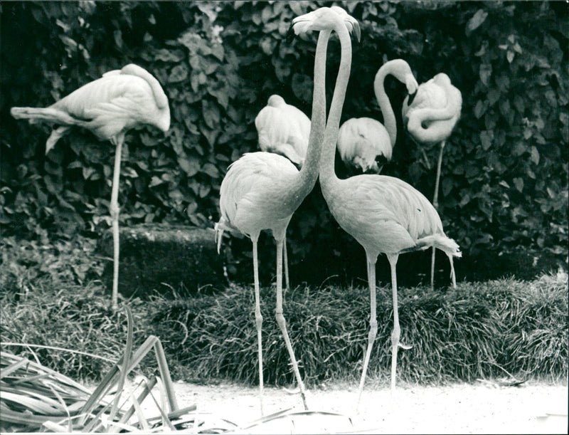 Birds / Flamingos - Zoo Animals - Vintage Photograph