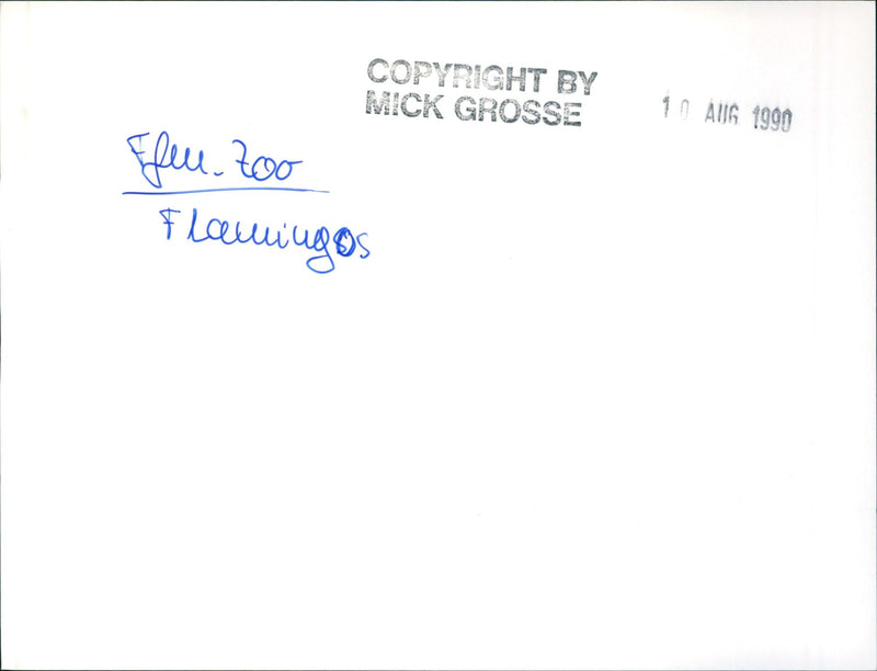 Flamingos - zoo animals - Vintage Photograph