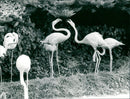 Flamingos - zoo animals - Vintage Photograph