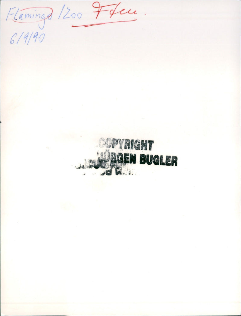 Flamingos - zoo animals - Vintage Photograph