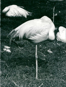 Flamingos - zoo animals - Vintage Photograph