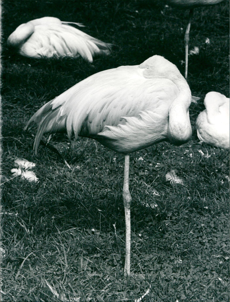 Flamingos - zoo animals - Vintage Photograph
