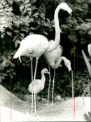 Flamingos - zoo animals - Vintage Photograph