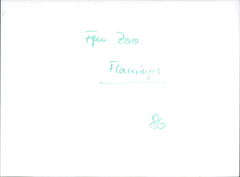 Flamingos - zoo animals - Vintage Photograph