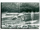 Flamingos - zoo animals - Vintage Photograph