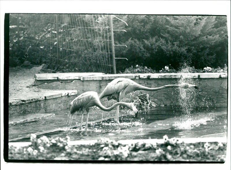 Flamingos - zoo animals - Vintage Photograph