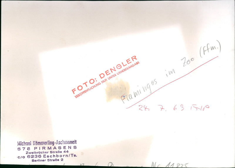 Flamingos - zoo animals - Vintage Photograph