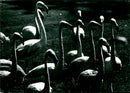 Flamingos - zoo animals - Vintage Photograph