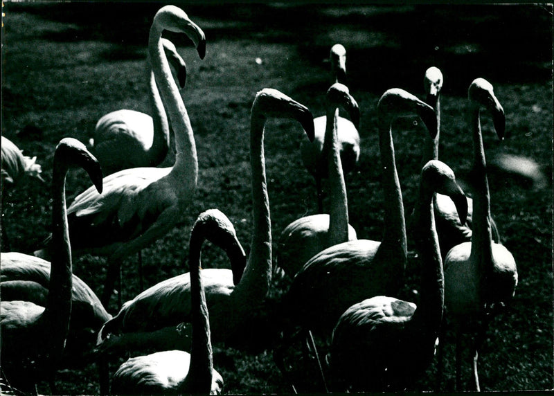 Flamingos - zoo animals - Vintage Photograph