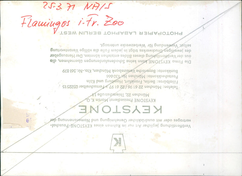 Flamingos - zoo animals - Vintage Photograph