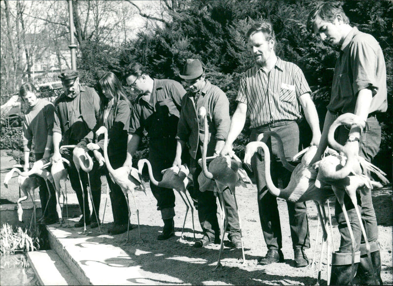 Flamingos - zoo animals - Vintage Photograph