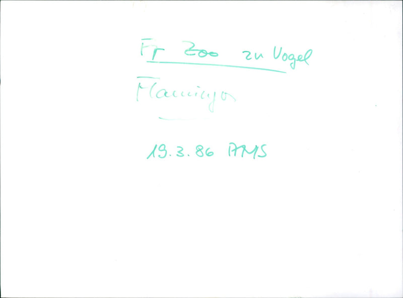 Flamingos - zoo animals - Vintage Photograph