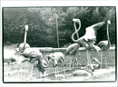 Flamingos - zoo animals - Vintage Photograph