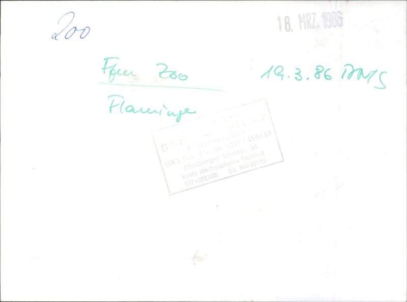 Flamingos - zoo animals - Vintage Photograph