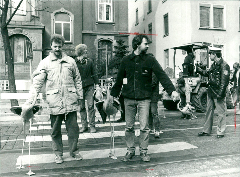 Flamingos - zoo animals - Vintage Photograph