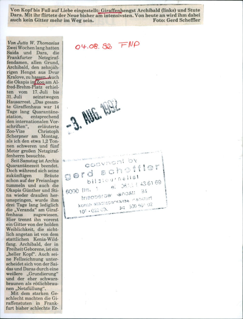 1992 GIRAFFE STALLION ARCHIBALD TENYEAROLD - Vintage Photograph