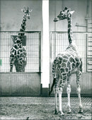 1992 GIRAFFE STALLION ARCHIBALD TENYEAROLD - Vintage Photograph