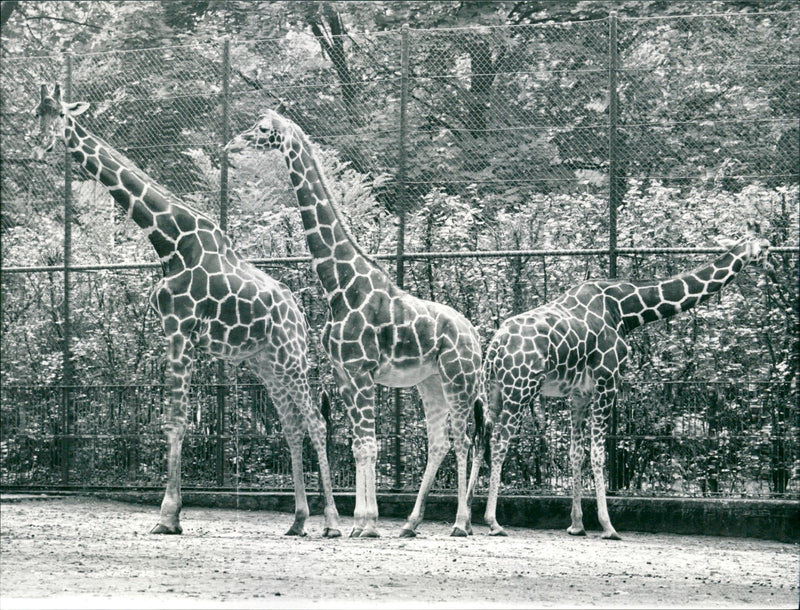 GAFFER TEN COPYRIGIA JURGEN PUGLER ZOO HEN AND - Vintage Photograph