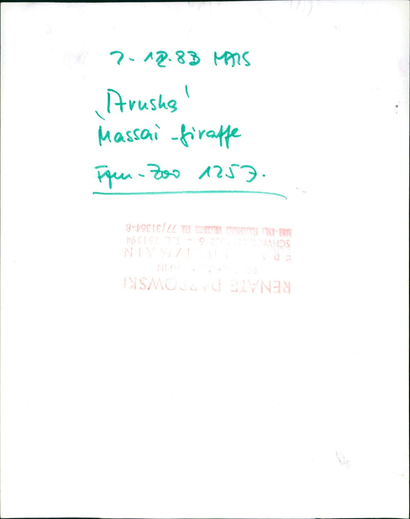 RENATE DADIOWSKI ZAIN SCH BANKRI VLASBAK IGEN ZOO MASSAI FIRAFFE RUSHES - Vintage Photograph