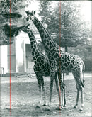 RENATE DADIOWSKI ZAIN SCH BANKRI VLASBAK IGEN ZOO MASSAI FIRAFFE RUSHES - Vintage Photograph