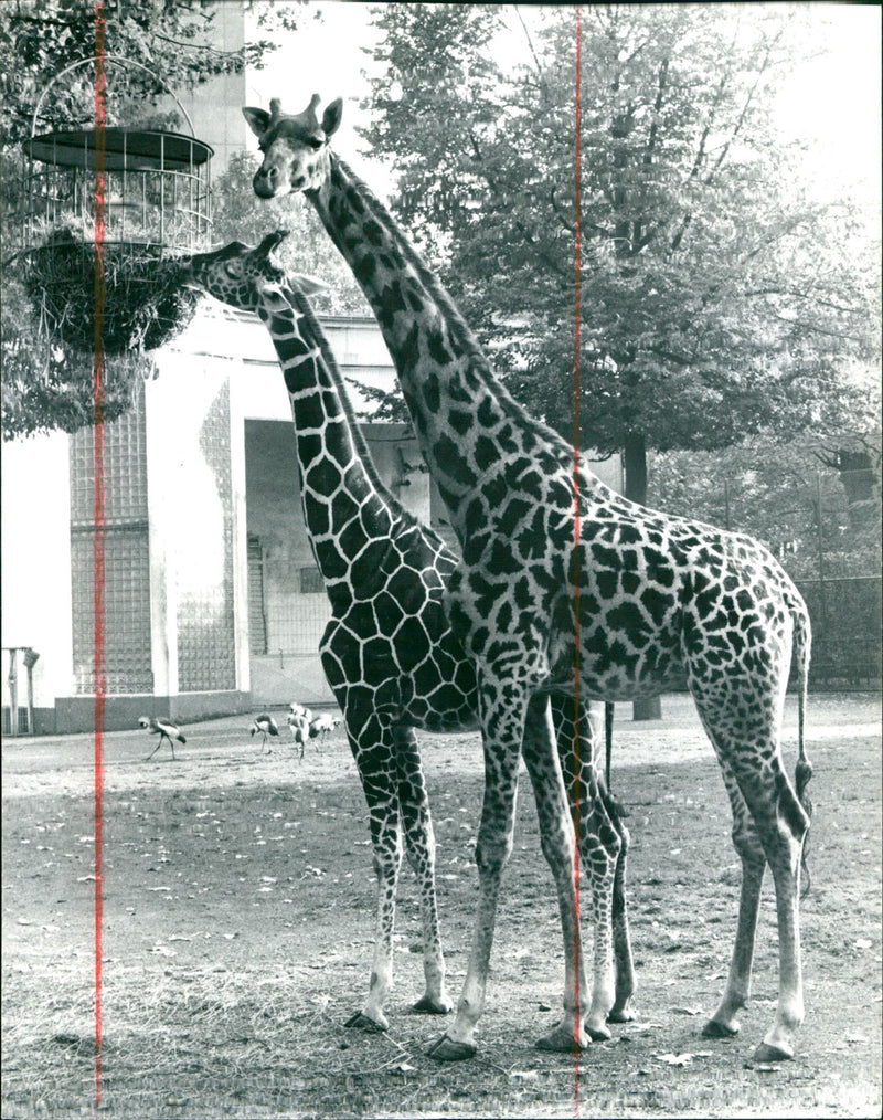 RENATE DADIOWSKI ZAIN SCH BANKRI VLASBAK IGEN ZOO MASSAI FIRAFFE RUSHES - Vintage Photograph