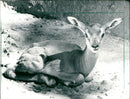Zoo animals: gazelle - Vintage Photograph