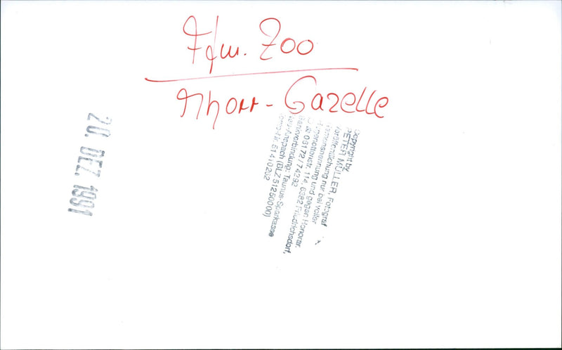 Zoo animals: gazelles - Vintage Photograph