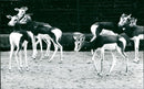 Zoo animals: gazelles - Vintage Photograph